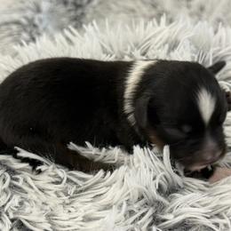 Trixie - Black tri female Toy Australian Shepherd puppy in Ambrose, Georgia from Brandilyn's Aussies