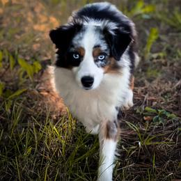 Otis - Toy Australian Shepherd