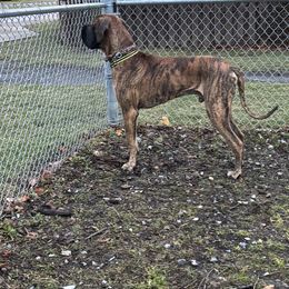 Great Dane All Grown Up from Port Bay Danes
