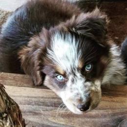 American Corgis, Aussiedoodles, Australian Shepherds, Dachshunds, and Pembroke Welsh Corgis from DRB Australian Shepherds