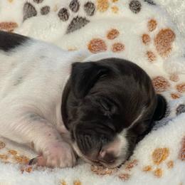 Beacon - Liver and white male German Shorthaired Pointer puppy in Chocowinity, North Carolina from Foxtail Hollow