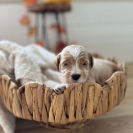 Biscuit - Red  male Goldendoodle puppy in San Jose, California from Doodle Amore