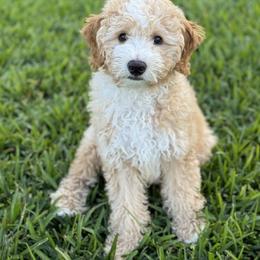 Goldendoodle Puppies from Goldendoodlezfl