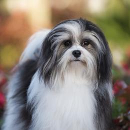 Havanese puppies from Celtic Brae Australian Shepherds & Havanese