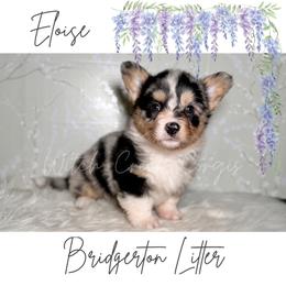 Eloise - Blue merle and white female American Corgi puppy in Greenwood, Indiana from Witch Creek Corgis