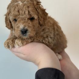 Yellow - Apricot female Goldendoodle puppy in Meridian, Idaho from Goldendoodle of Idaho