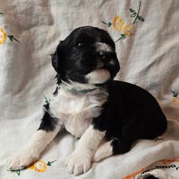 Portuguese Water Dog Puppies from Charly's Angels Portuguese Water Dogs