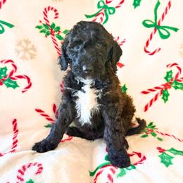 Bernedoodle, Goldendoodle, and Poodle Puppies from Gentle Paw Goldendoodles