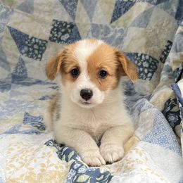 Georgia - White and red female Pembroke Welsh Corgi puppy in Washington, Arkansas from Foxy Knoll Farm