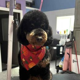Ruth - Poodle