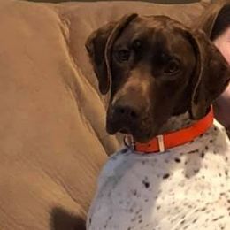 German Shorthaired Pointers from Matt's German Shorthaired Pointers