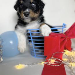 Australian Shepherd Puppies from Scottstead Aussies