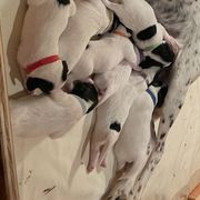 English Setters from Wildcat Creek Kennels
