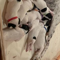 English Setters from Wildcat Creek Kennels