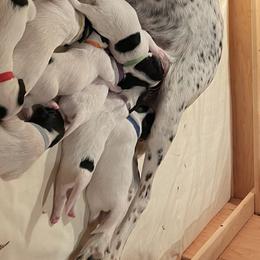 English Setters from Wildcat Creek Kennels