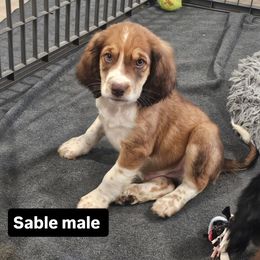 Green collar - Black white and tan male English Springer Spaniel puppy in Anderson, South Carolina from Hembree Creek Springers