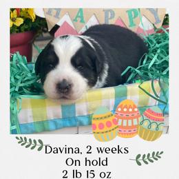 Davina - Black tri-color female Australian Shepherd puppy in Marshall, Virginia from Greywood Farm Aussies