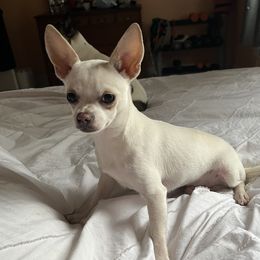 B - Chihuahua
