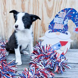 Upton - Black female Border Collie puppy in Raccoon, Kentucky from Skyline Border Collies