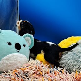 Clyde - Tri-color male Cavalier King Charles Spaniel puppy in Longview, Texas from Casanova Cavalier King Charles Spaniels