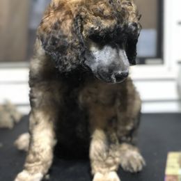 Poodle Puppies from Tails Up Standard Poodles