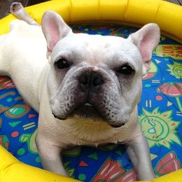French Bulldog All Grown Up from Chitawee French Bulldogs