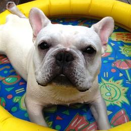 French Bulldog All Grown Up from Chitawee French Bulldogs