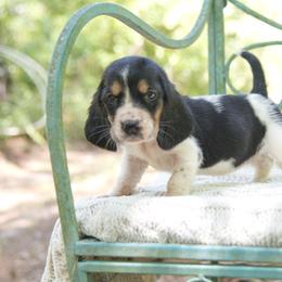 Sassy - Black brown and white Basset Hound puppy in Middle Ga 1.5 Hrs From Atlanta, Georgia from Mountain Ridge Basset Hounds