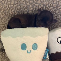 Future - Chocolate male Havanese puppy in Arizona from HavaDoggie