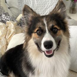 Whiskey - Black and tan male Pembroke Welsh Corgi puppy in Westminster, Maryland from Serendipity Corgi's