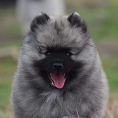 Keeshond Puppies from Anna Boehringer