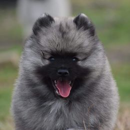 Keeshond Puppies from Anna Boehringer