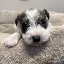 Cody - Parti male Miniature Schnauzer puppy in Lynchburg, Missouri from Copper Rose Farm