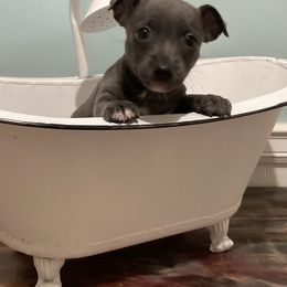 Blue and white tuxedo - Blue and white female Teddy Roosevelt Terrier puppy in Russellville, Kentucky from Mud-E Acres Kennel