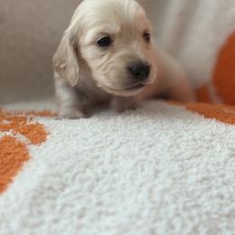 Marie - Cream female Dachshund puppy in Vancouver, Washington from Cascade Minis