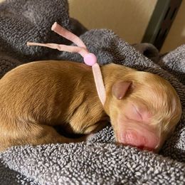 SmithDoodles BOY 1 - Apricot male Goldendoodle puppy in Portland, Oregon from Smith Family Doodles