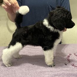 Willow - Parti female Poodle puppy in Ephrata, Washington from NCR Ranch