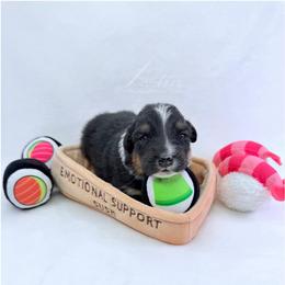 Wasabi - Black tri-color male Australian Shepherd puppy in Jonesborough, Tennessee from Lotus Australian Shepherds