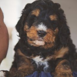 Bernedoodle and Goldendoodle Puppies from Home Sweet Doodles