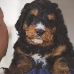 Bernedoodle and Goldendoodle Puppies from Home Sweet Doodles