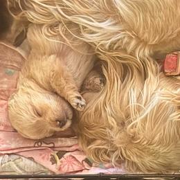 Poppy - Wheaten female Scottish Terrier puppy in Victorville, California from Santas Scotties