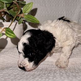 Poodle and Yorkipoo Puppies from Plush Toy Poodle Puppies & Pals
