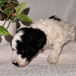 Poodle and Yorkipoo Puppies from Plush Toy Poodle Puppies & Pals
