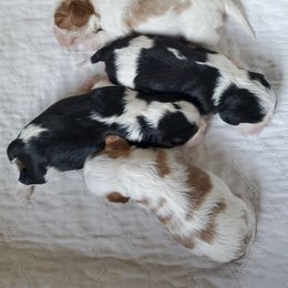 Cavalier King Charles Spaniel Puppies from Caballarius Cavalier King Charles Spaniels