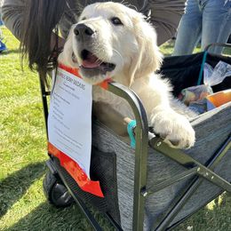 Golden Retriever Puppies from Bramble Berry Goldens