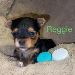 Reggie (runt of the litter) - Black & tan tri-color male Morkie puppy in Seneca, Missouri from M.Y. Morkies and Yorkies
