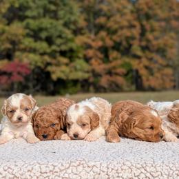 Bernedoodle and Cavapoo Puppies from Spencer's "lil" Cavapoos & Bernedoodles