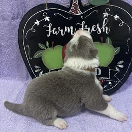Lilac 2 - Lilac male Border Collie puppy in Gadsden, Alabama from Collie Wood Hills