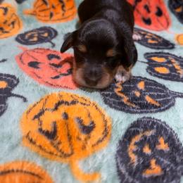 Chestnut - Black and tan male Dachshund puppy in Mansfield, Missouri from Owens Farm