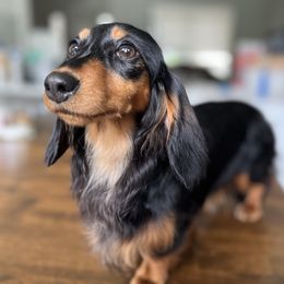 Anastasia - Dachshund